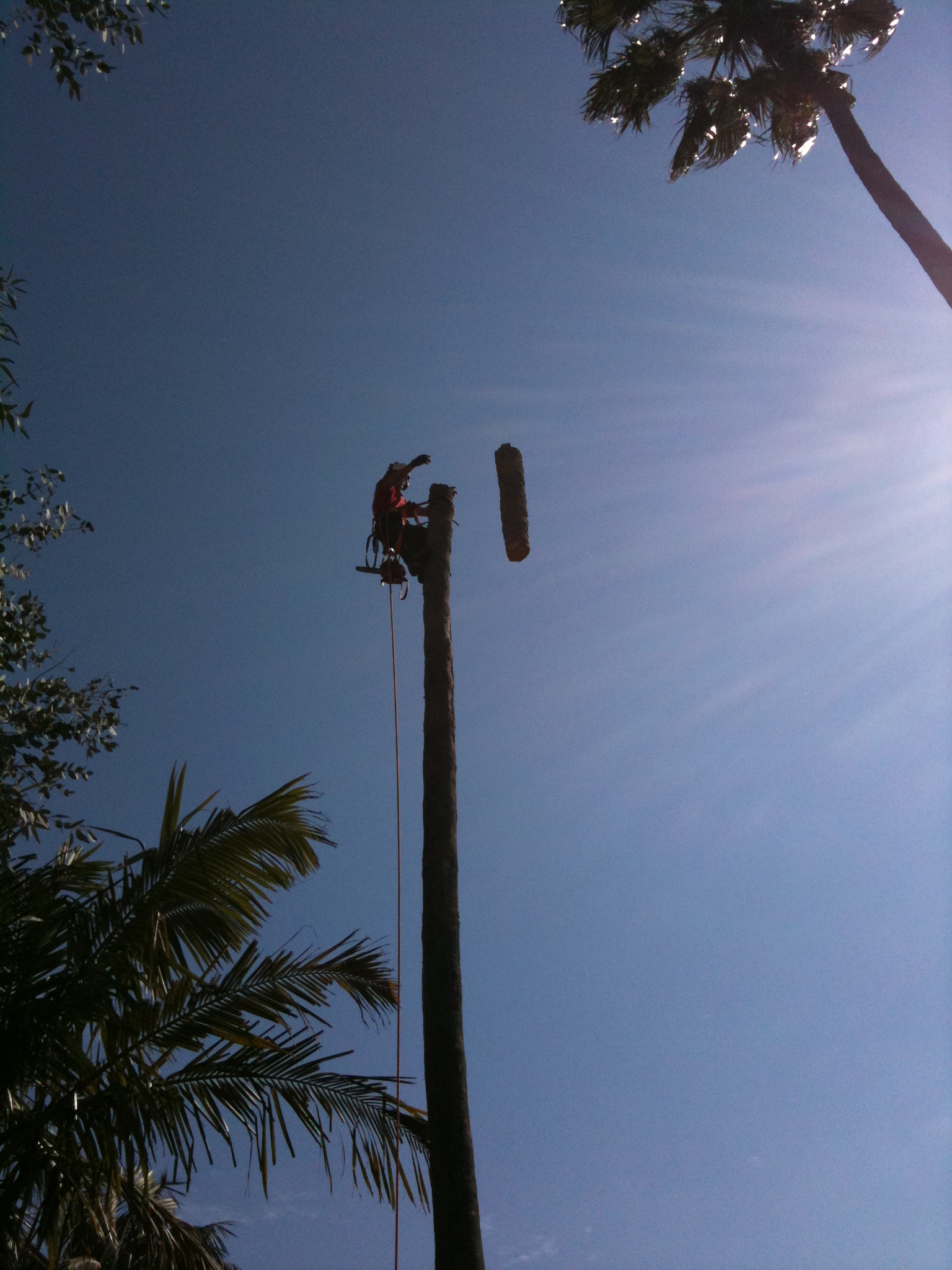 Palm tree removal in Longueville